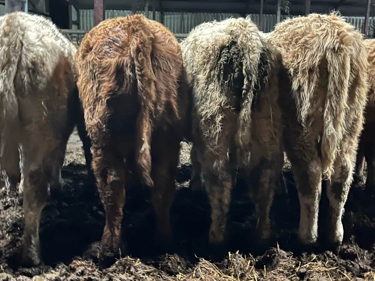 Charolais Heifer Weanlings - Image 4