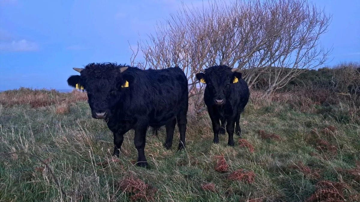 Dexter Bulls choice - Image 1