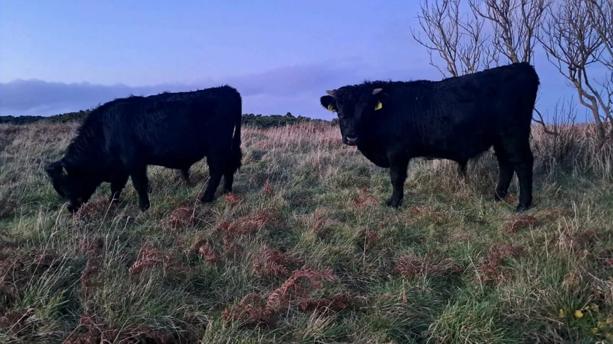 Dexter Bulls choice - Image 2