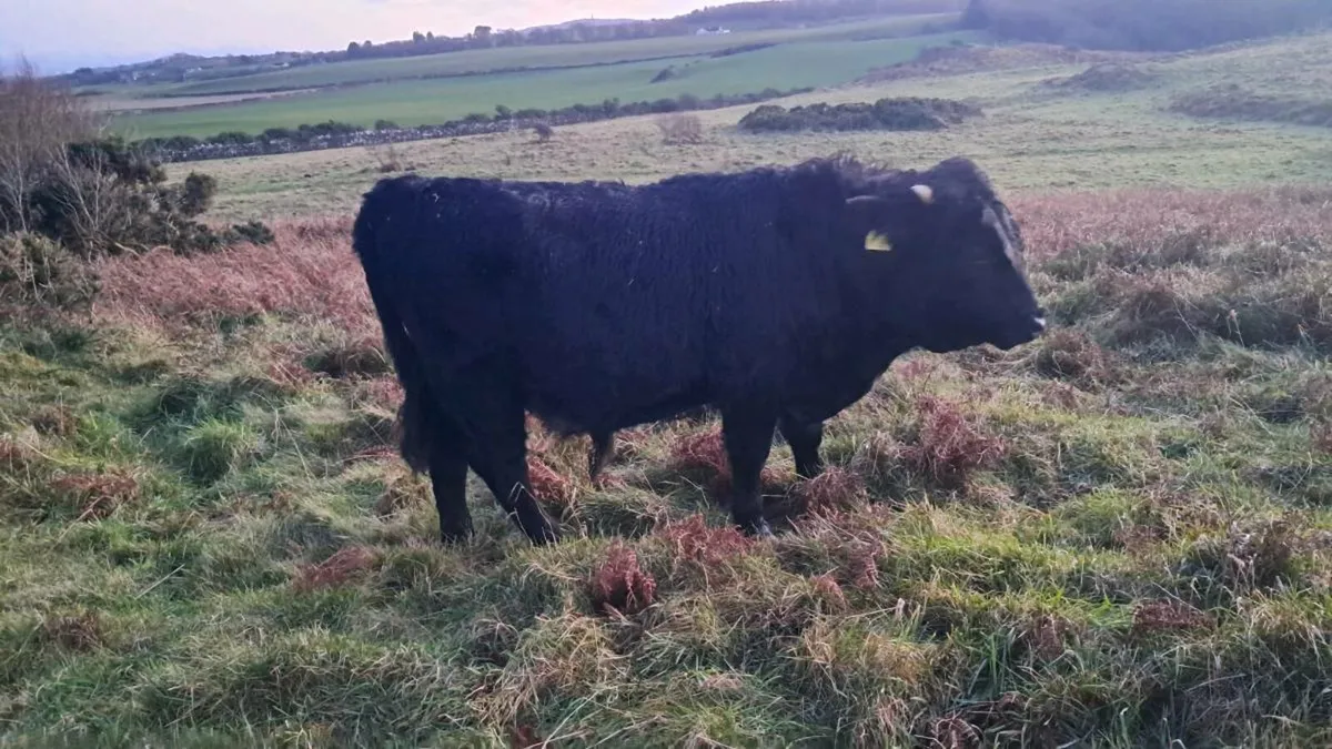 Dexter Bulls choice - Image 3