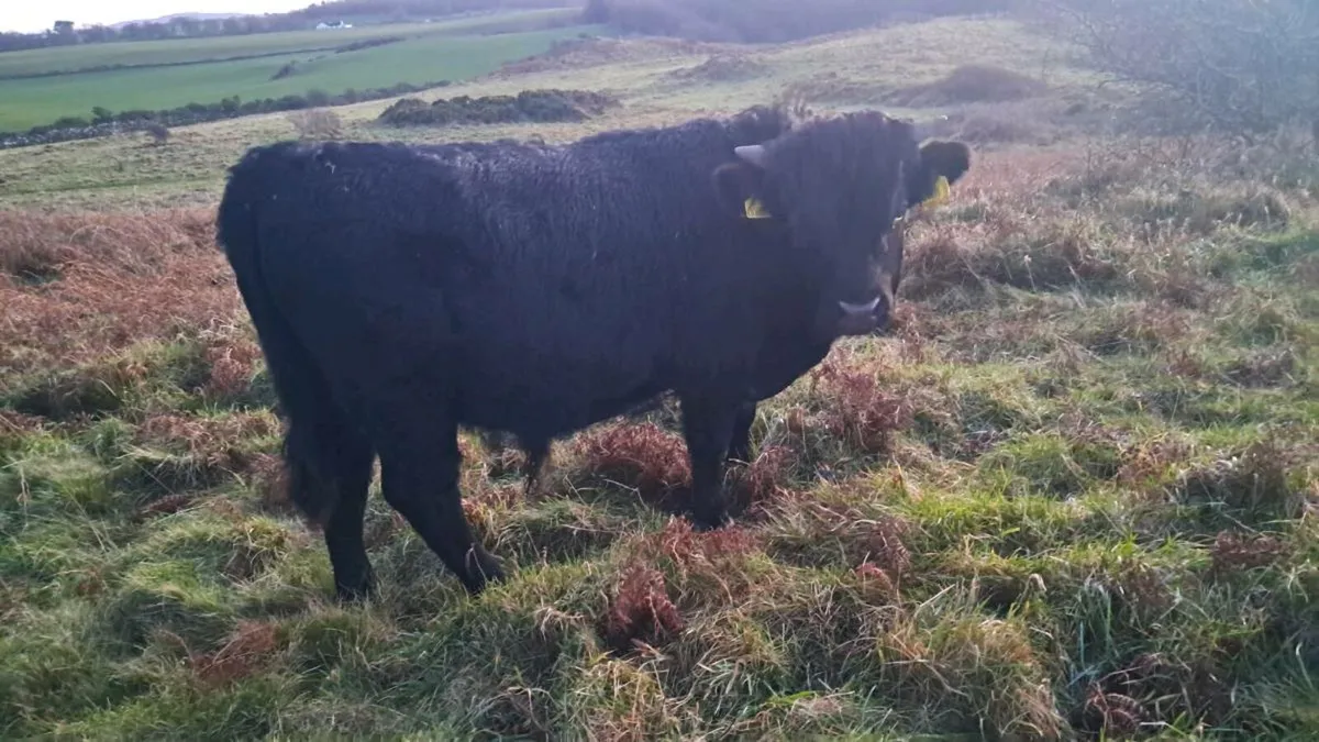 Dexter Bulls choice - Image 4