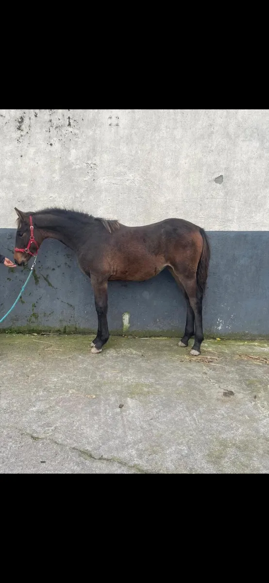 Irish draught & irish sport horse foals - Image 1