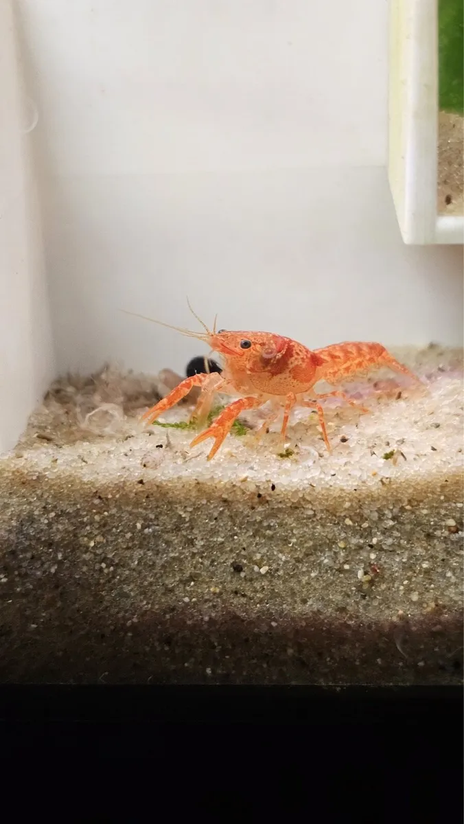 Tropical fish / inverts - Image 2