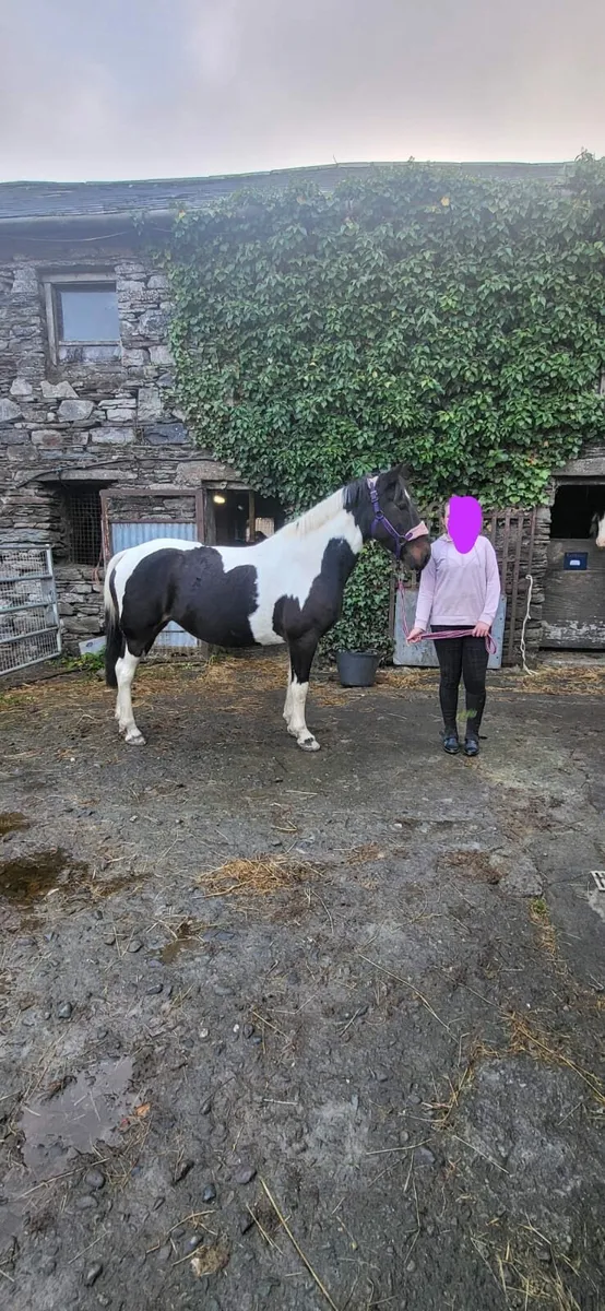 148cm Pony - Image 1