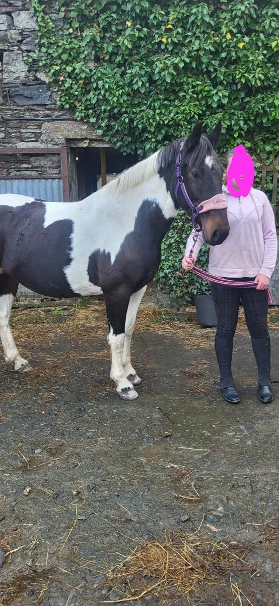 148cm Pony - Image 2