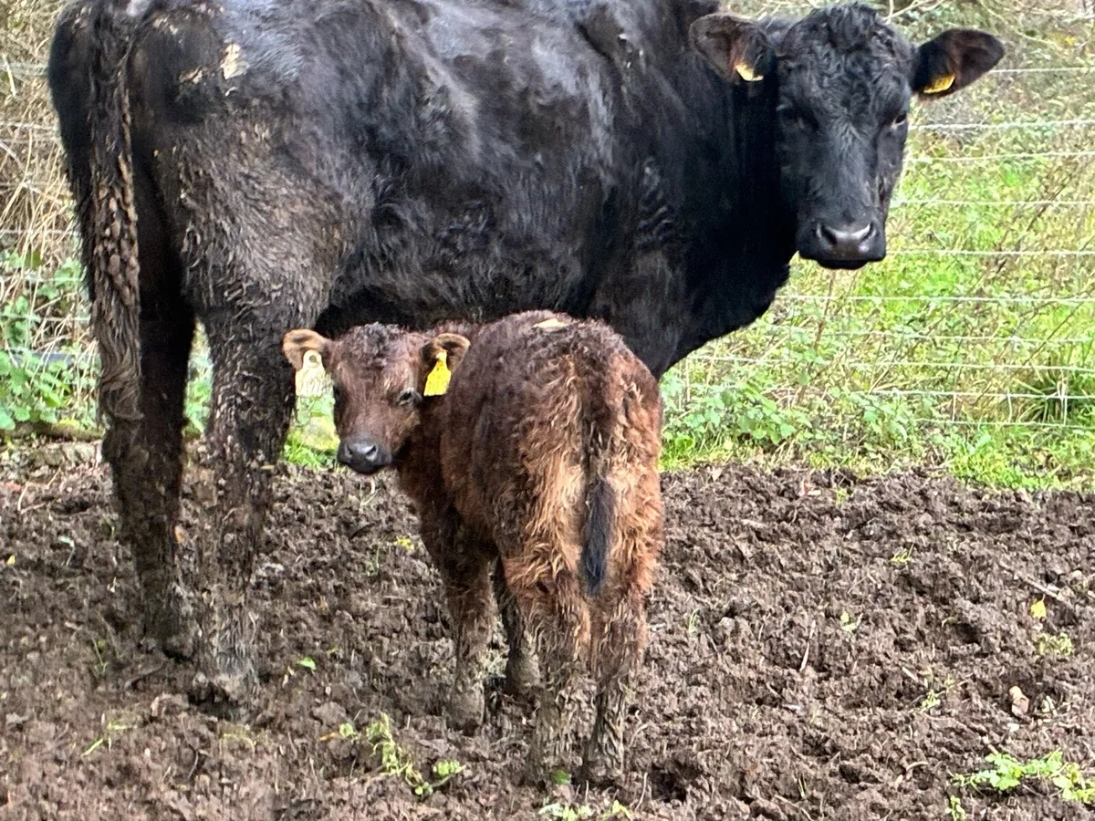 Angus heifer with heifer calf - Image 1