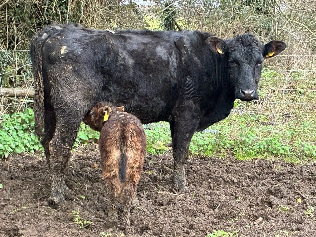 Angus heifer with heifer calf - Image 2