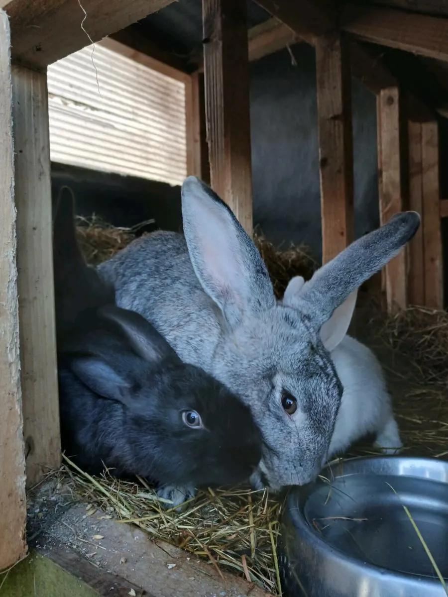 Rabbits - Image 1