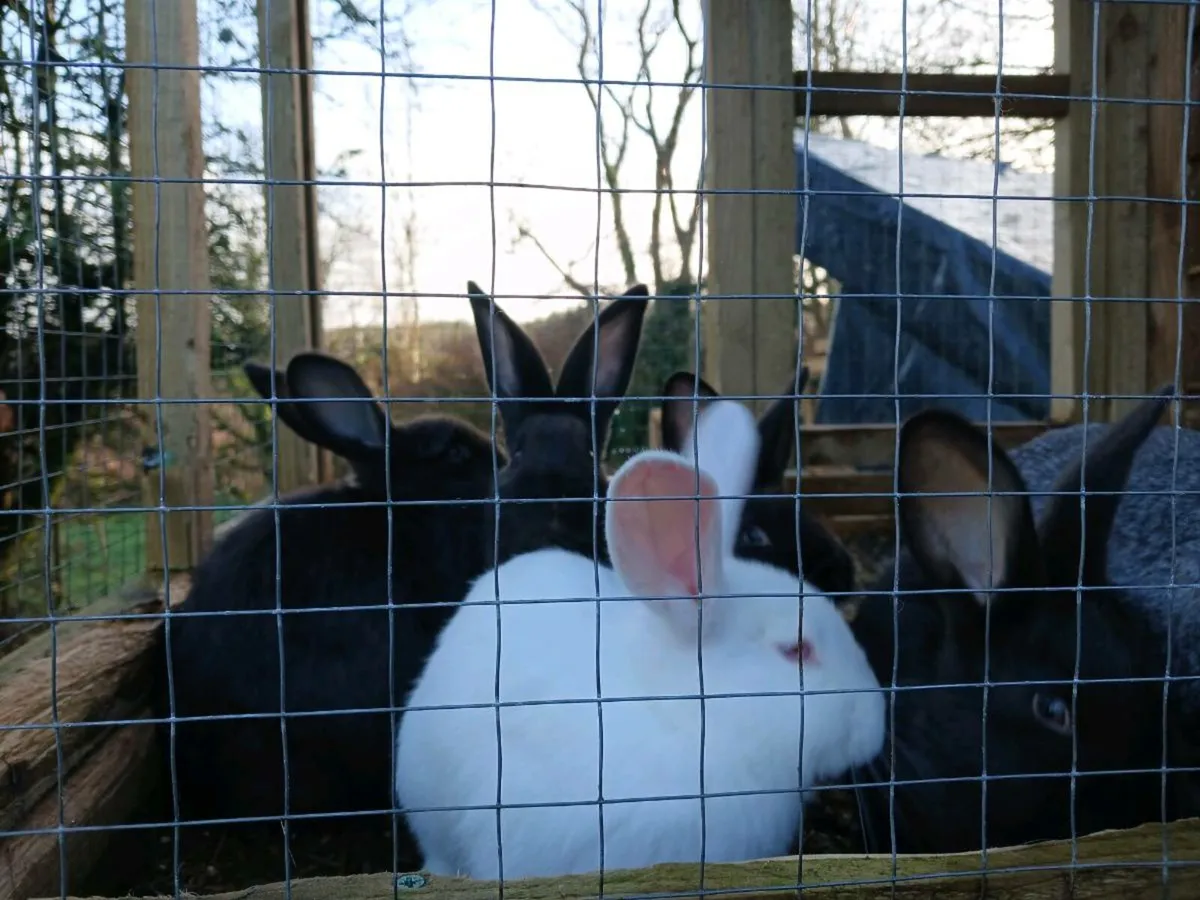 Rabbits - Image 2