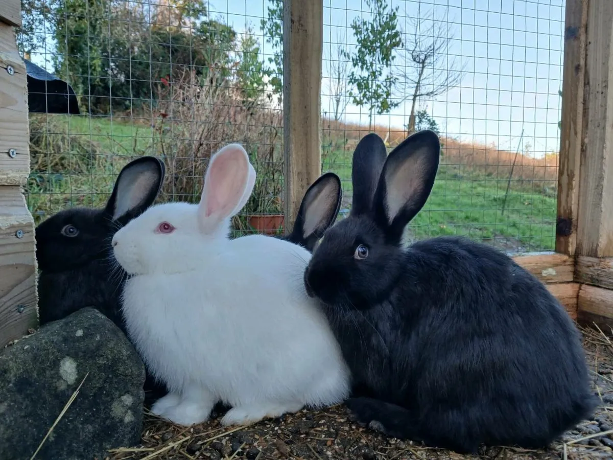 Rabbits - Image 4