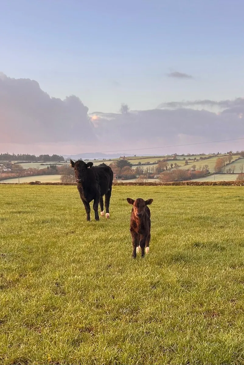 AA in Calf Heifers Sucklers - Image 1