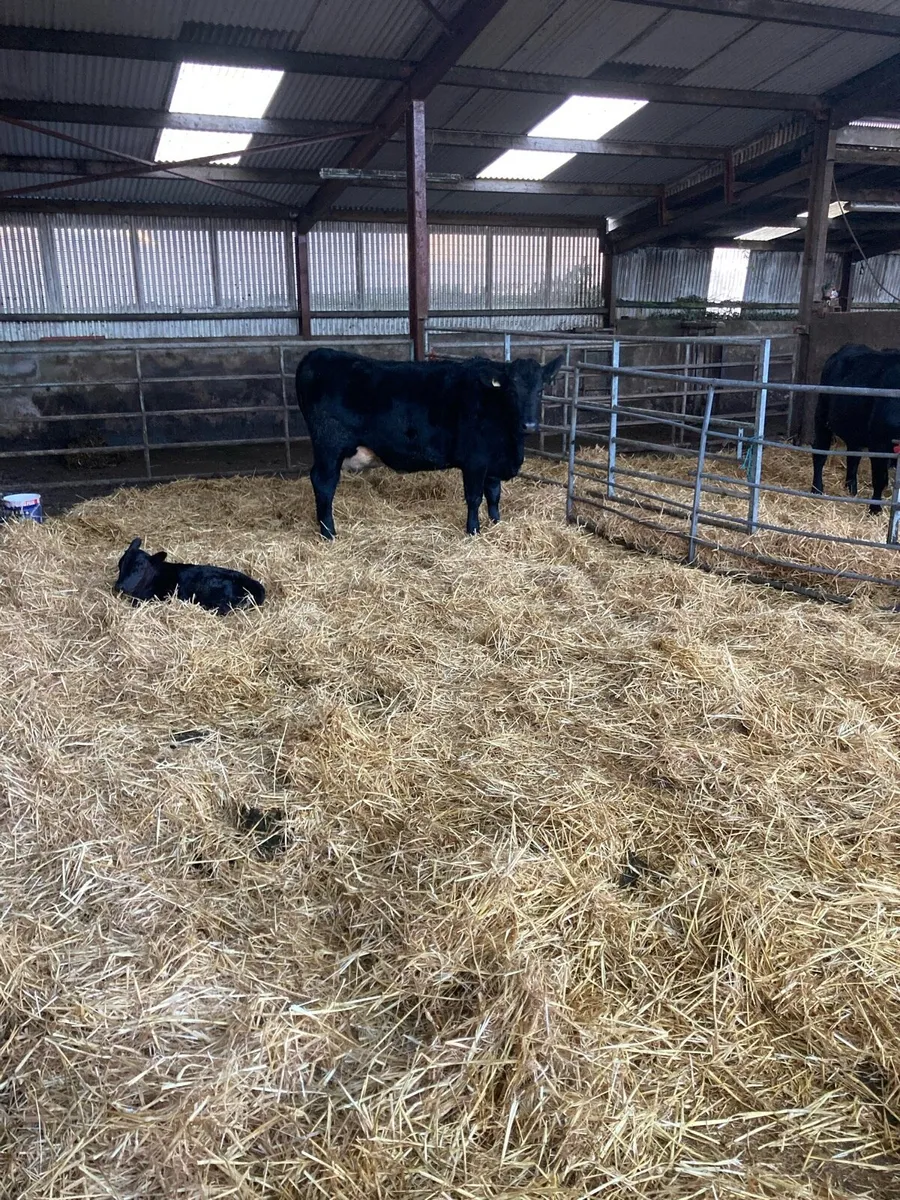 AA in Calf Heifers Sucklers - Image 2