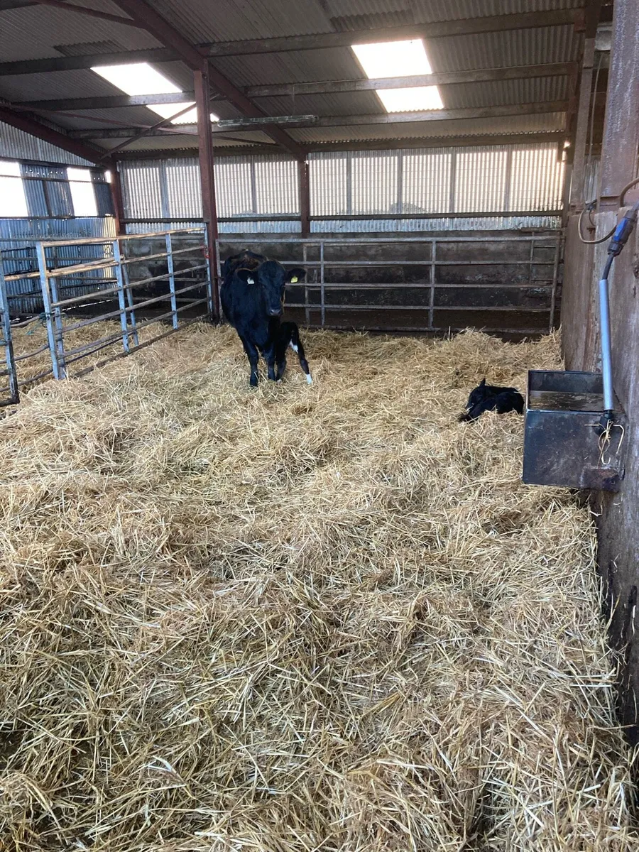 AA in Calf Heifers Sucklers - Image 3