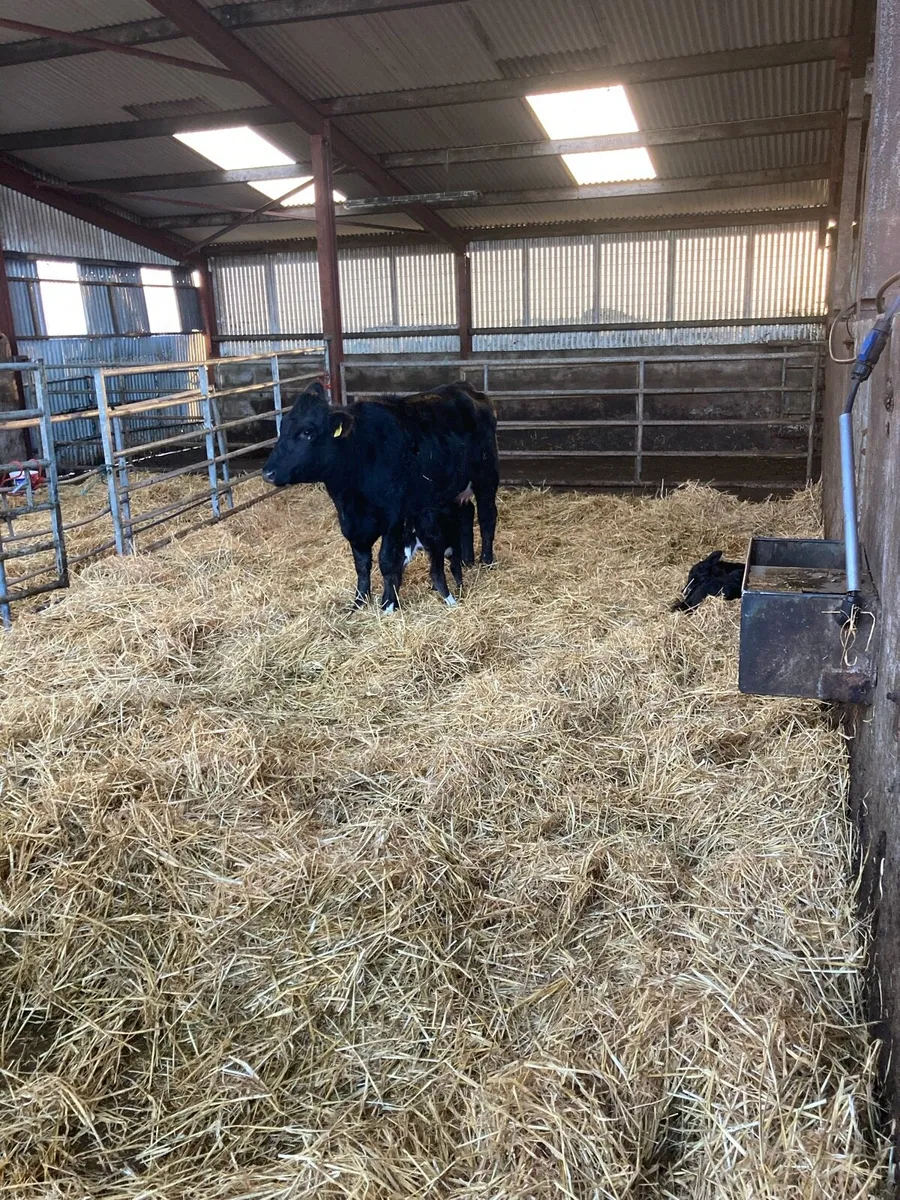 AA in Calf Heifers Sucklers - Image 4