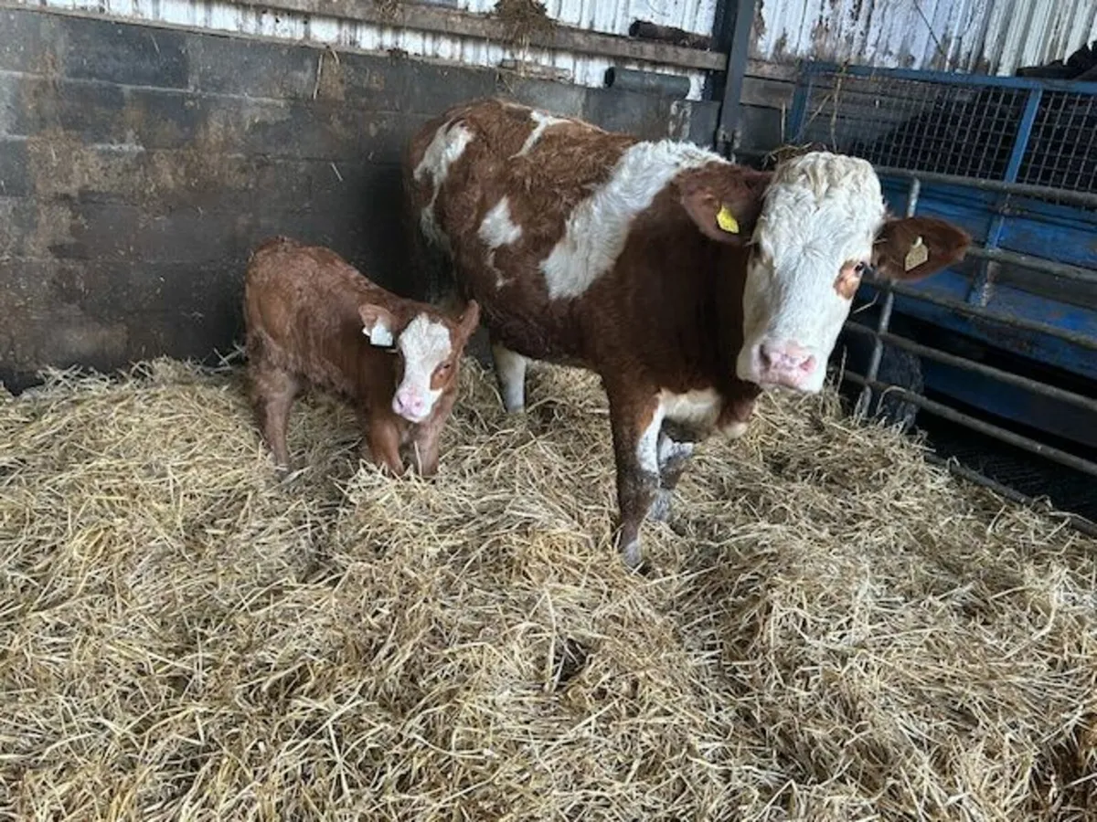 Simmental X Calved heifer and EBY calf - Image 4