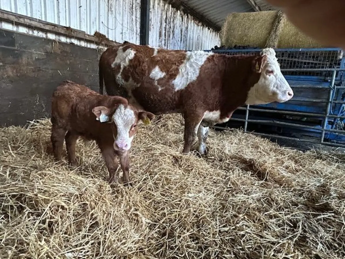 Simmental X Calved heifer and EBY calf - Image 2