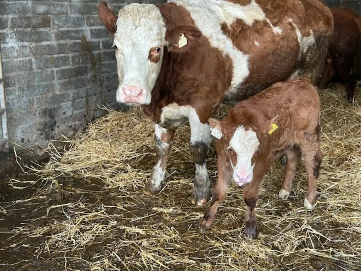 Simmental X Calved heifer and EBY calf - Image 1