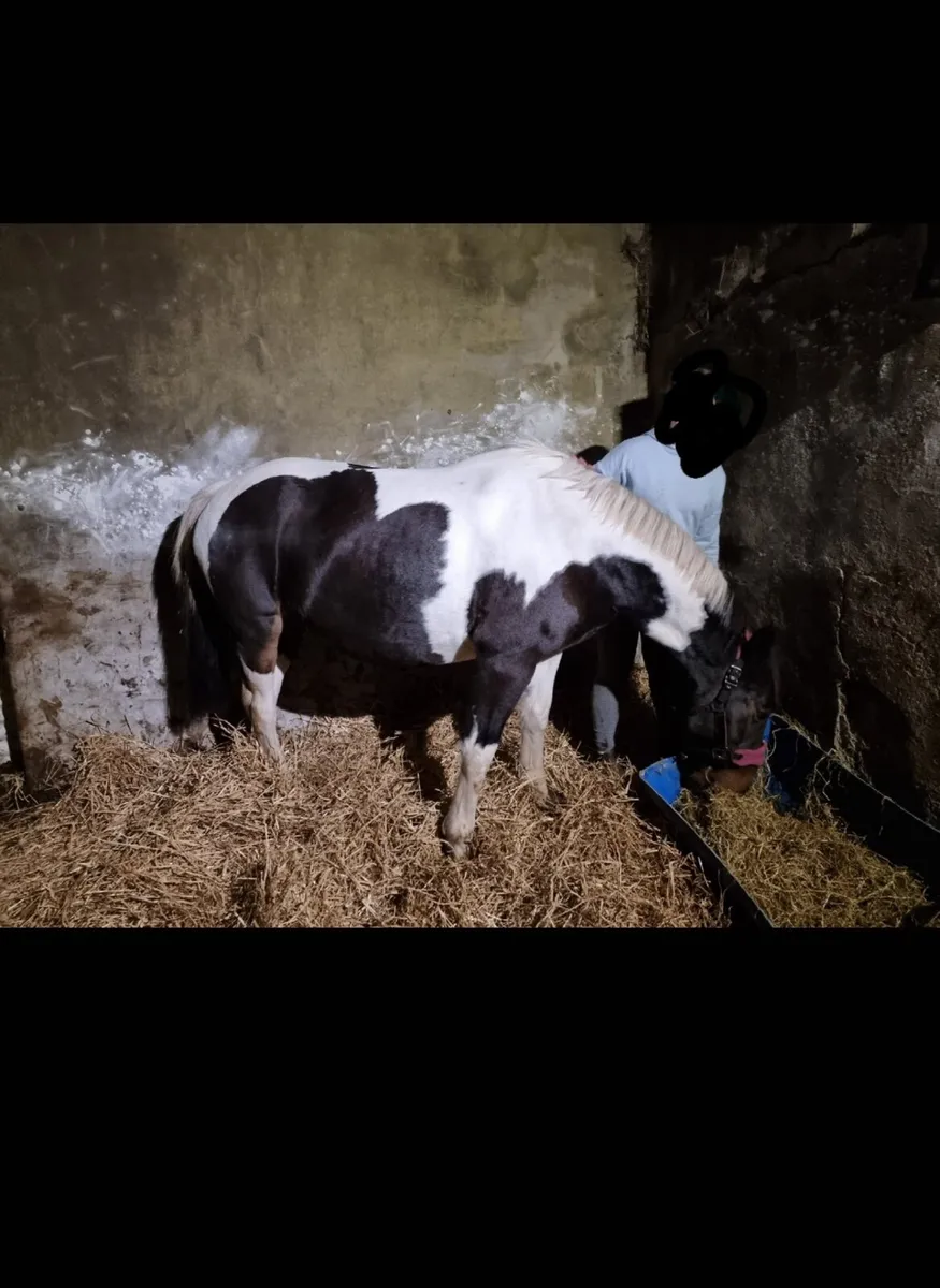 148cm Pony - Image 4