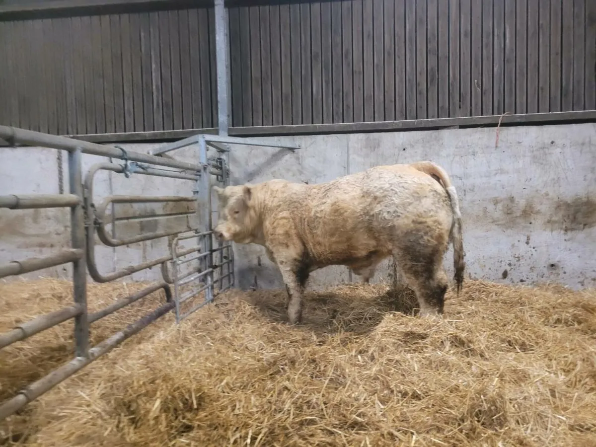 PBR Charolais bull - Image 1