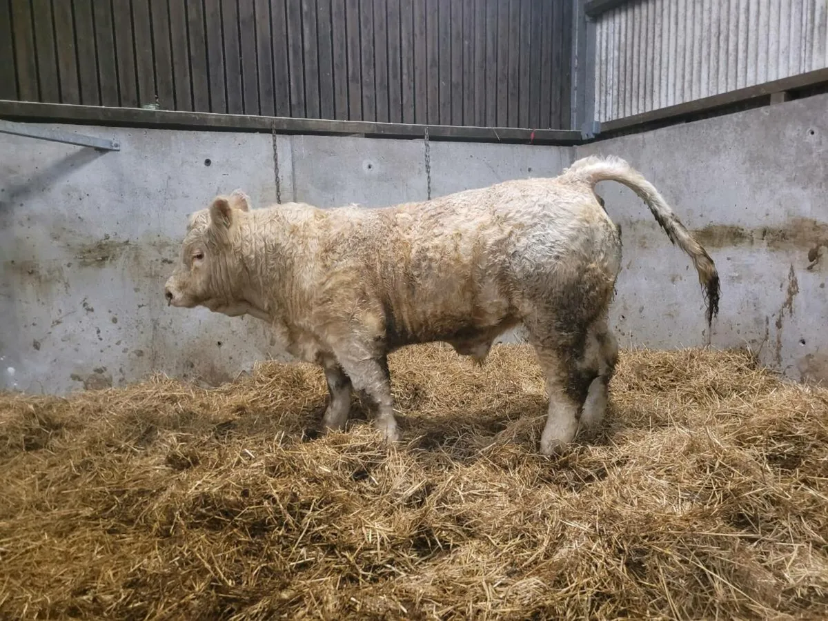 PBR Charolais bull - Image 3