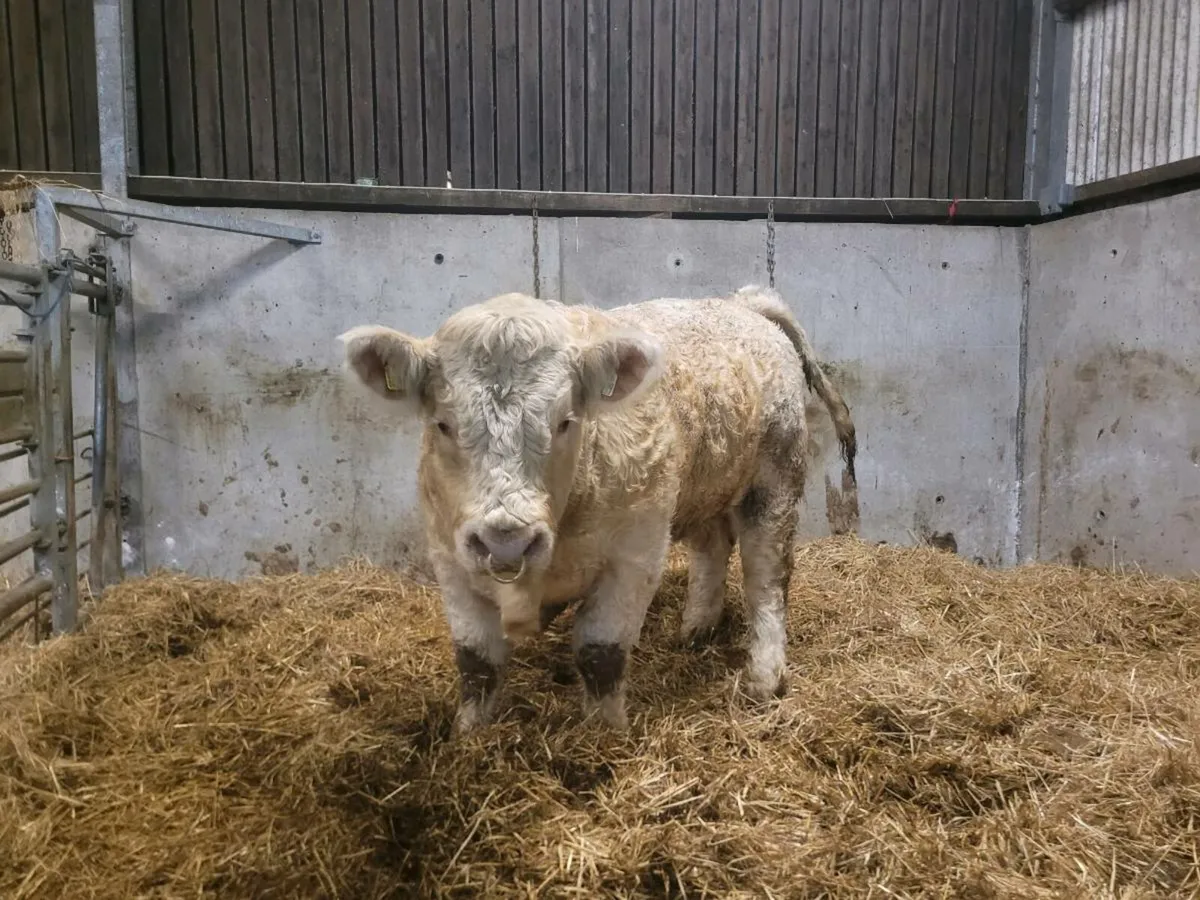 PBR Charolais bull - Image 4