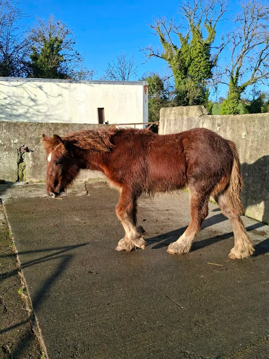 Heavy Cob Colt Foal - Image 1