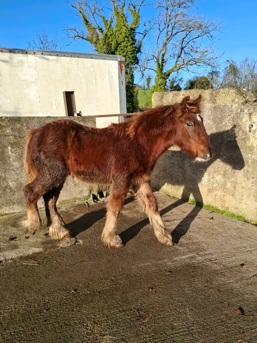 Heavy Cob Colt Foal - Image 2