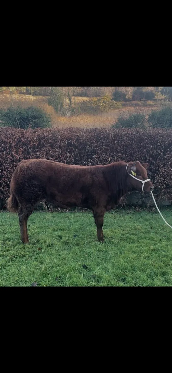 Stylish Limousine heifer for manorhamilton - Image 1