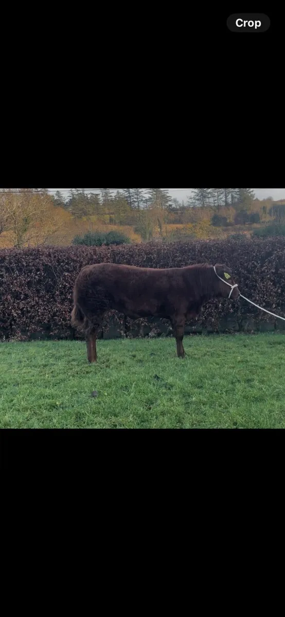 Stylish Limousine heifer for manorhamilton - Image 2