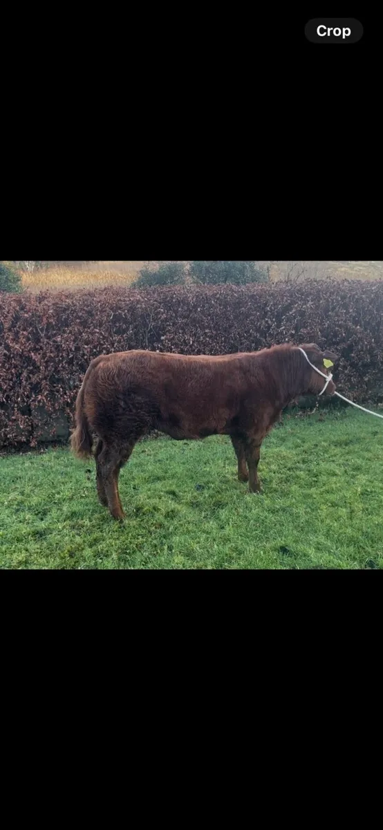 Stylish Limousine heifer for manorhamilton - Image 3