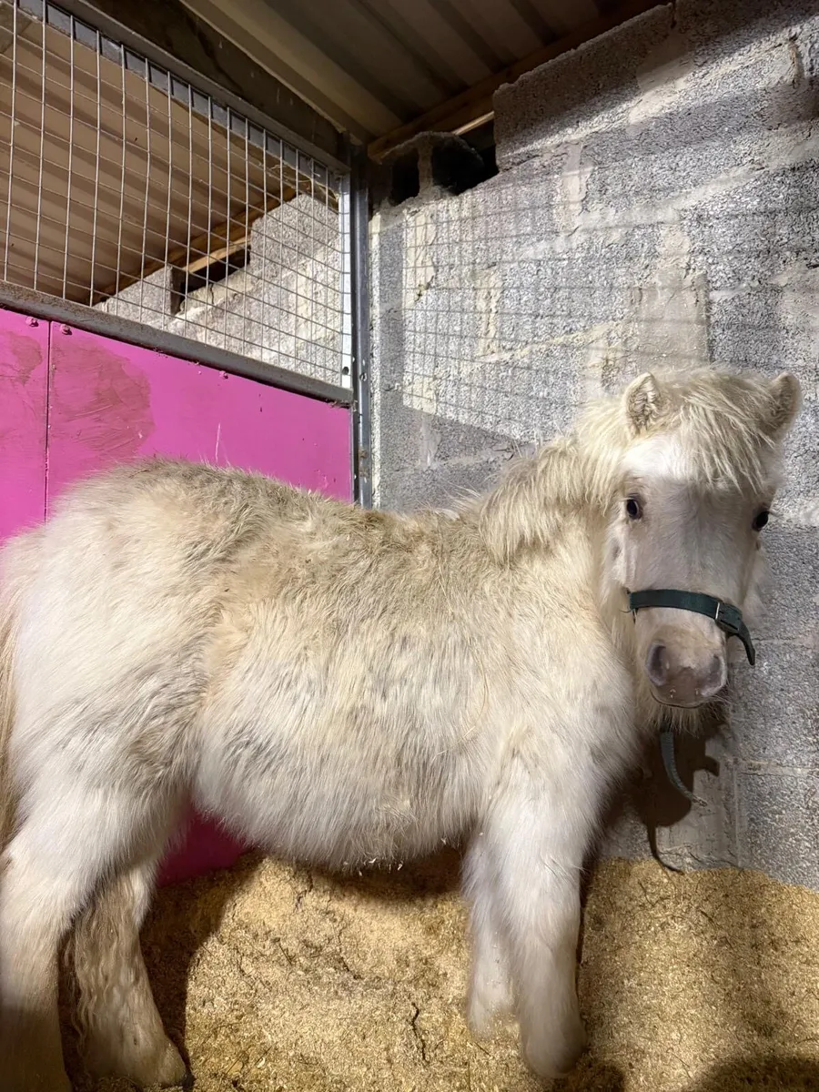 Palomino miniature mare - Image 1