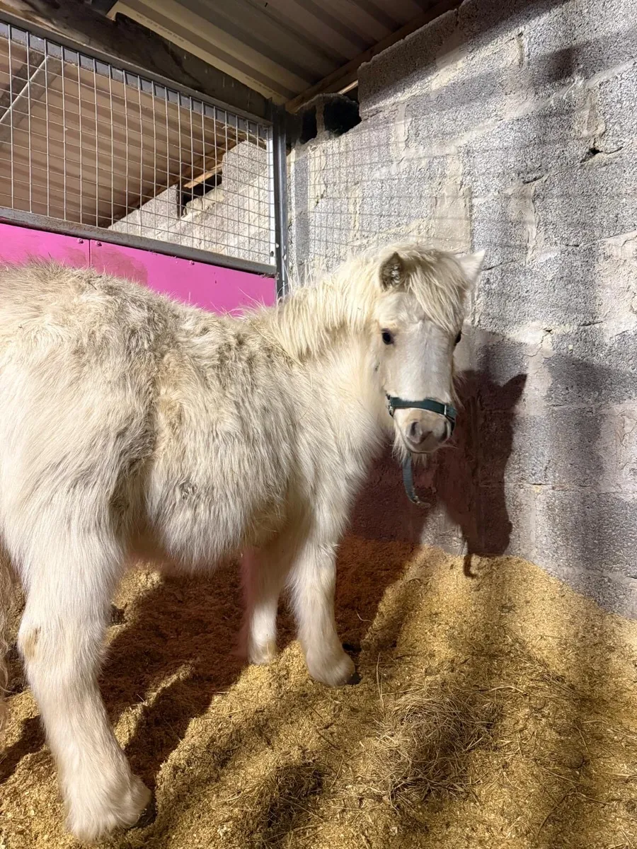 Palomino miniature mare - Image 2