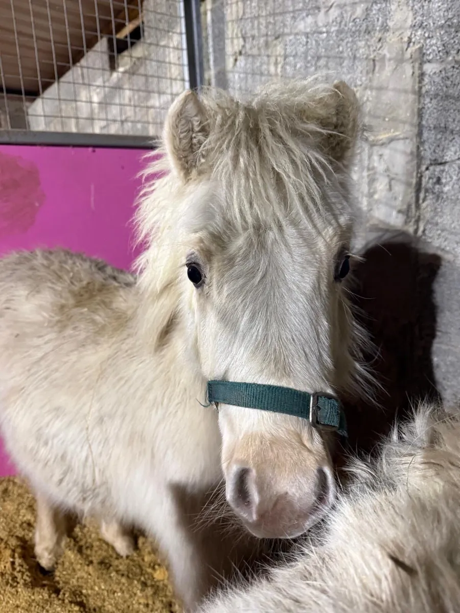 Palomino miniature mare - Image 3