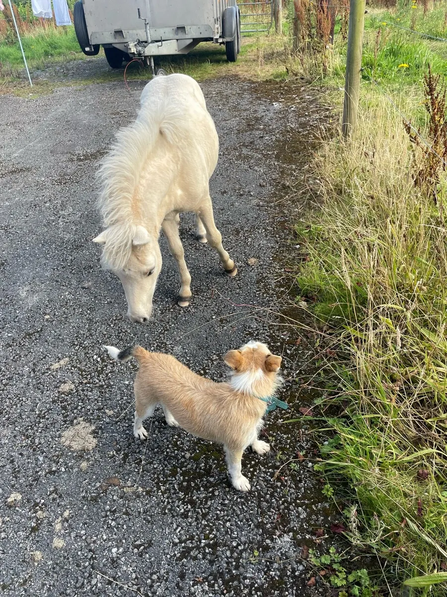 Palomino miniature mare - Image 4