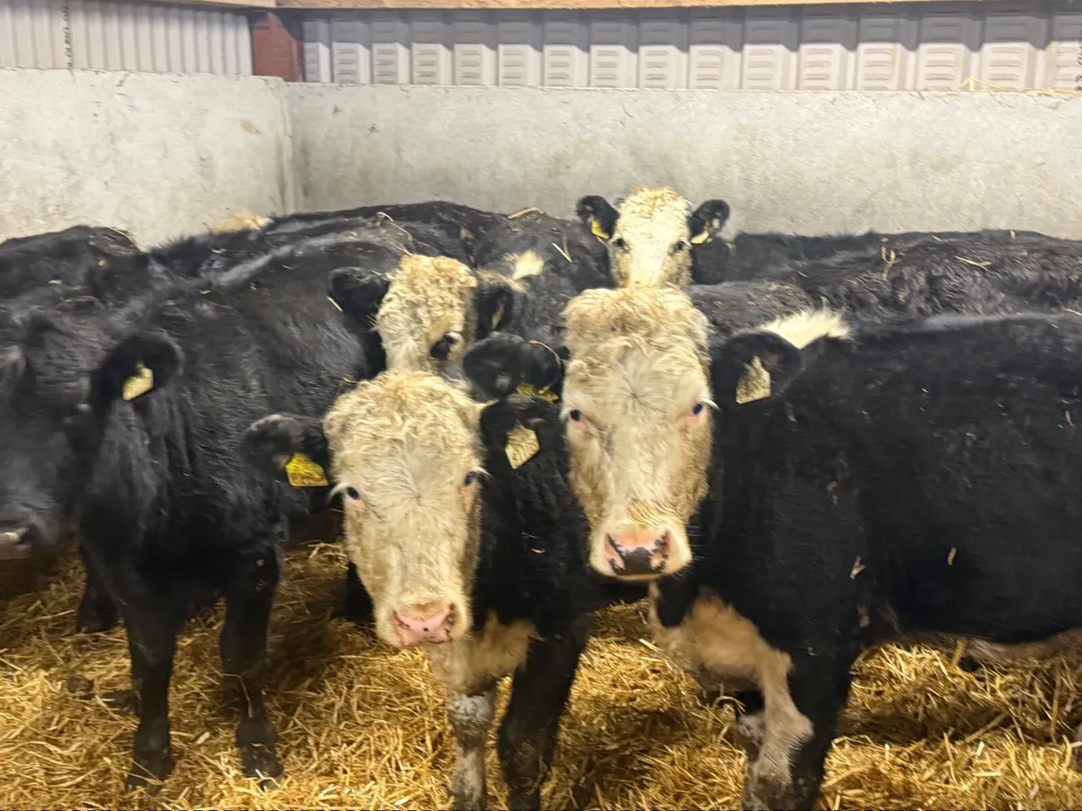 10 HEREFORD & ANGUS HEIFERS ( HOMEBRED) - Image 2