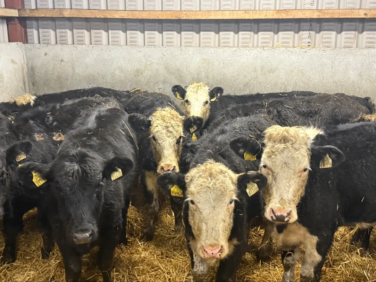 10 HEREFORD & ANGUS HEIFERS ( HOMEBRED) - Image 1