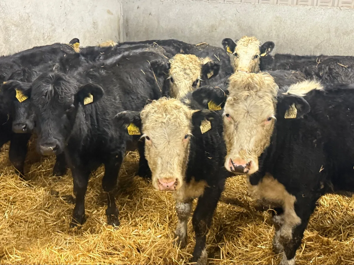 10 HEREFORD & ANGUS HEIFERS ( HOMEBRED) - Image 3