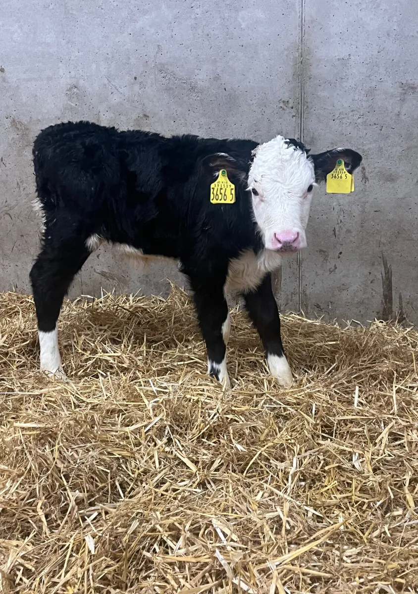 6 Heifer Calves - Image 1