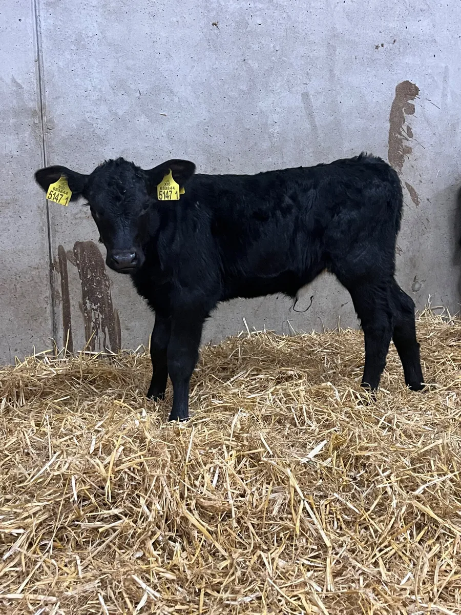 6 Heifer Calves - Image 3