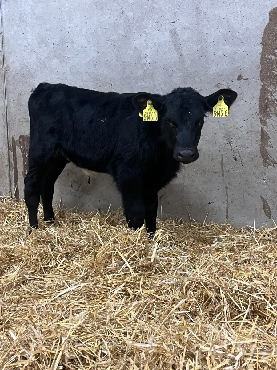 6 Heifer Calves - Image 2