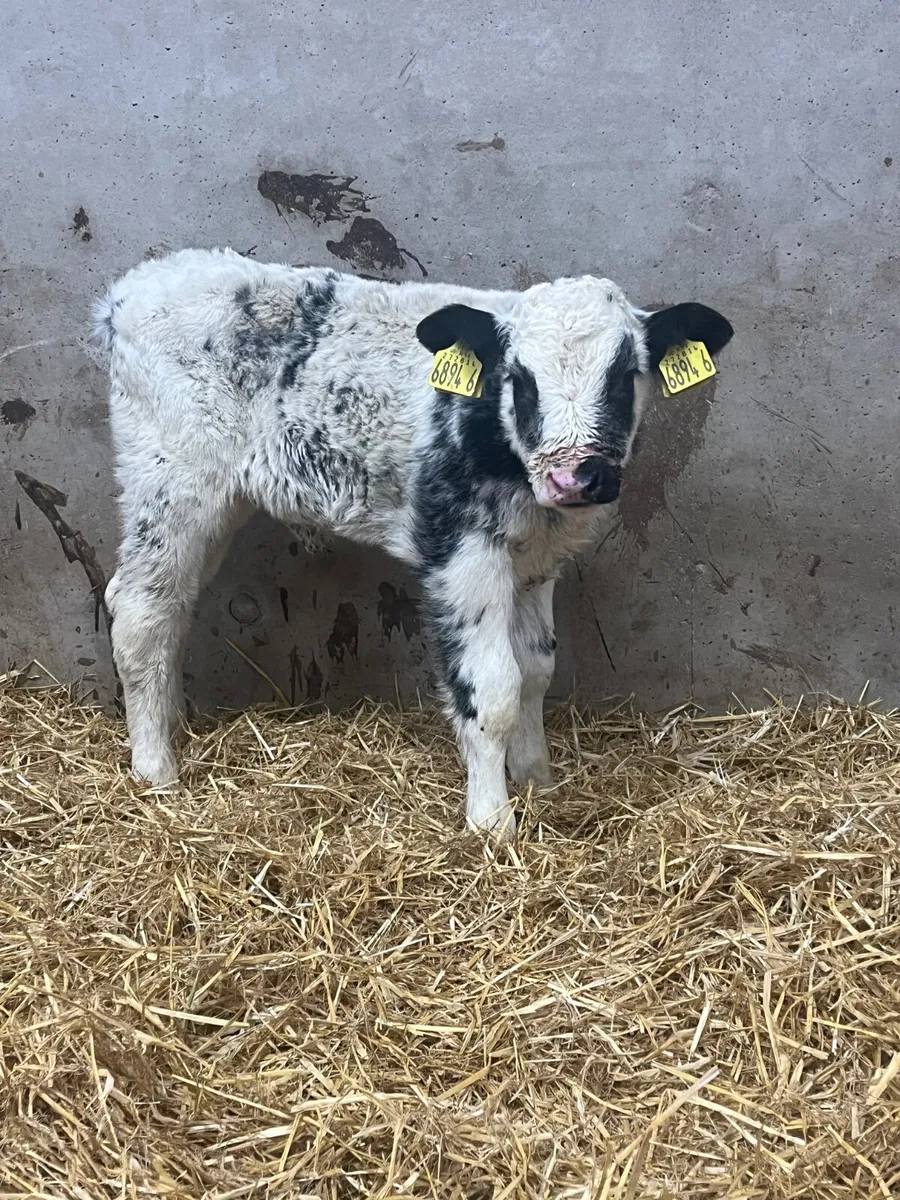 6 Heifer Calves - Image 4