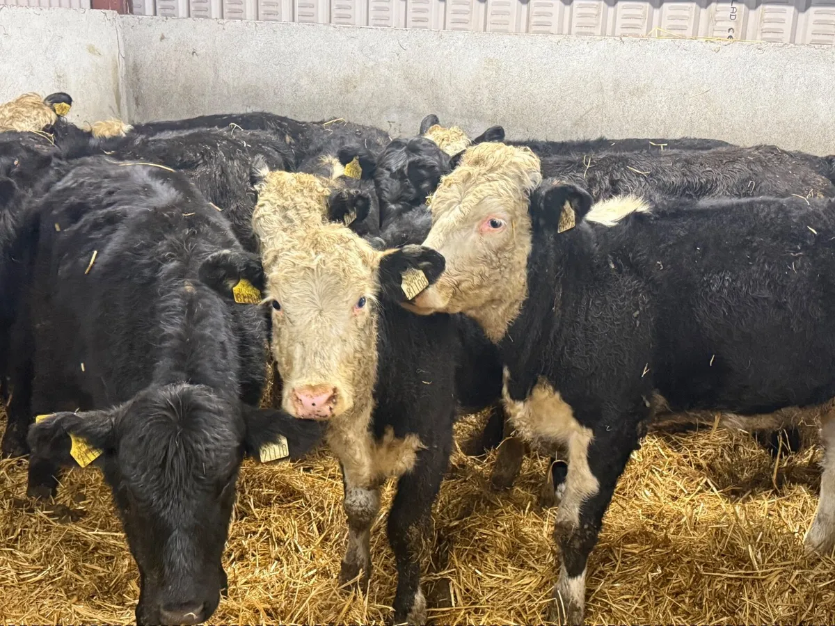 10 HEREFORD & ANGUS HEIFERS ( HOMEBRED) - Image 4