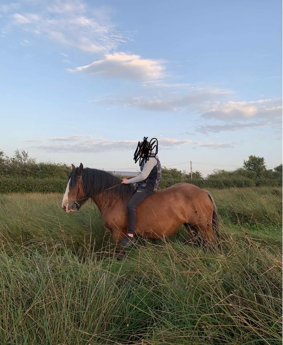 Lovely Cob Mare - Image 4