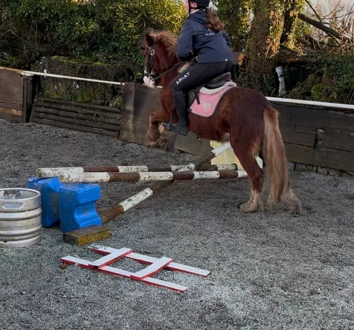 REINDEER FOR SALE! 🥰 BOMBPROOF! - Image 3