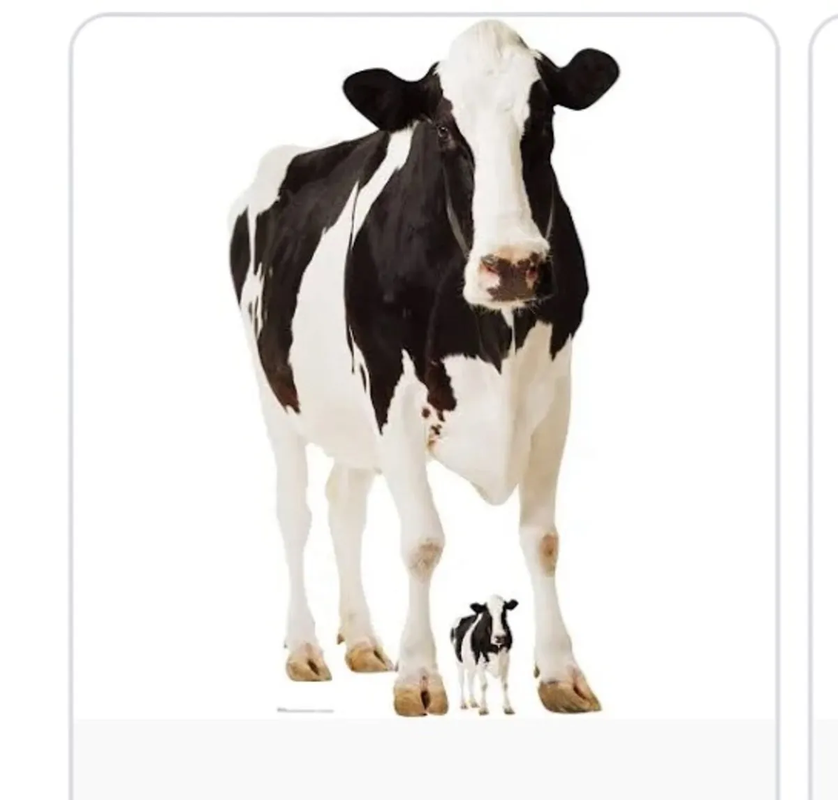 Herd of  Cows Wanted