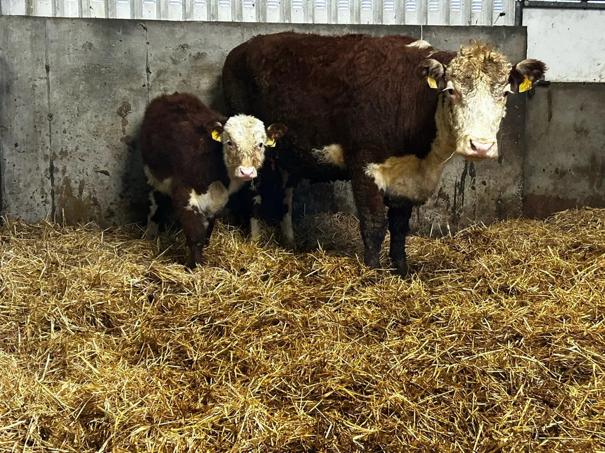 Two Whithead Cows & Calves At Foot - Image 1