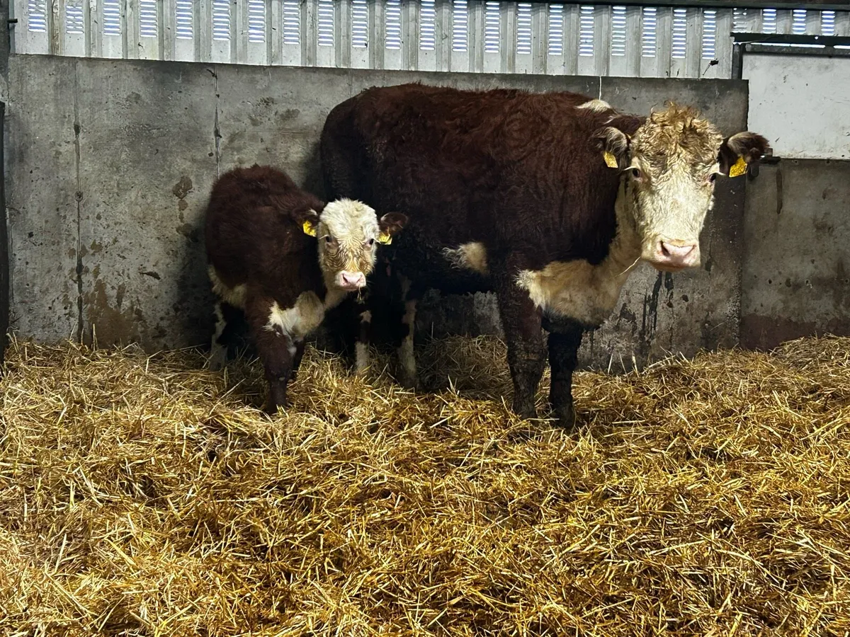 Two Whithead Cows & Calves At Foot - Image 2