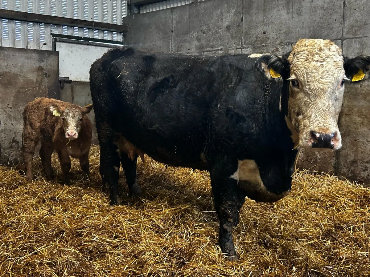 Two Whithead Cows & Calves At Foot - Image 3