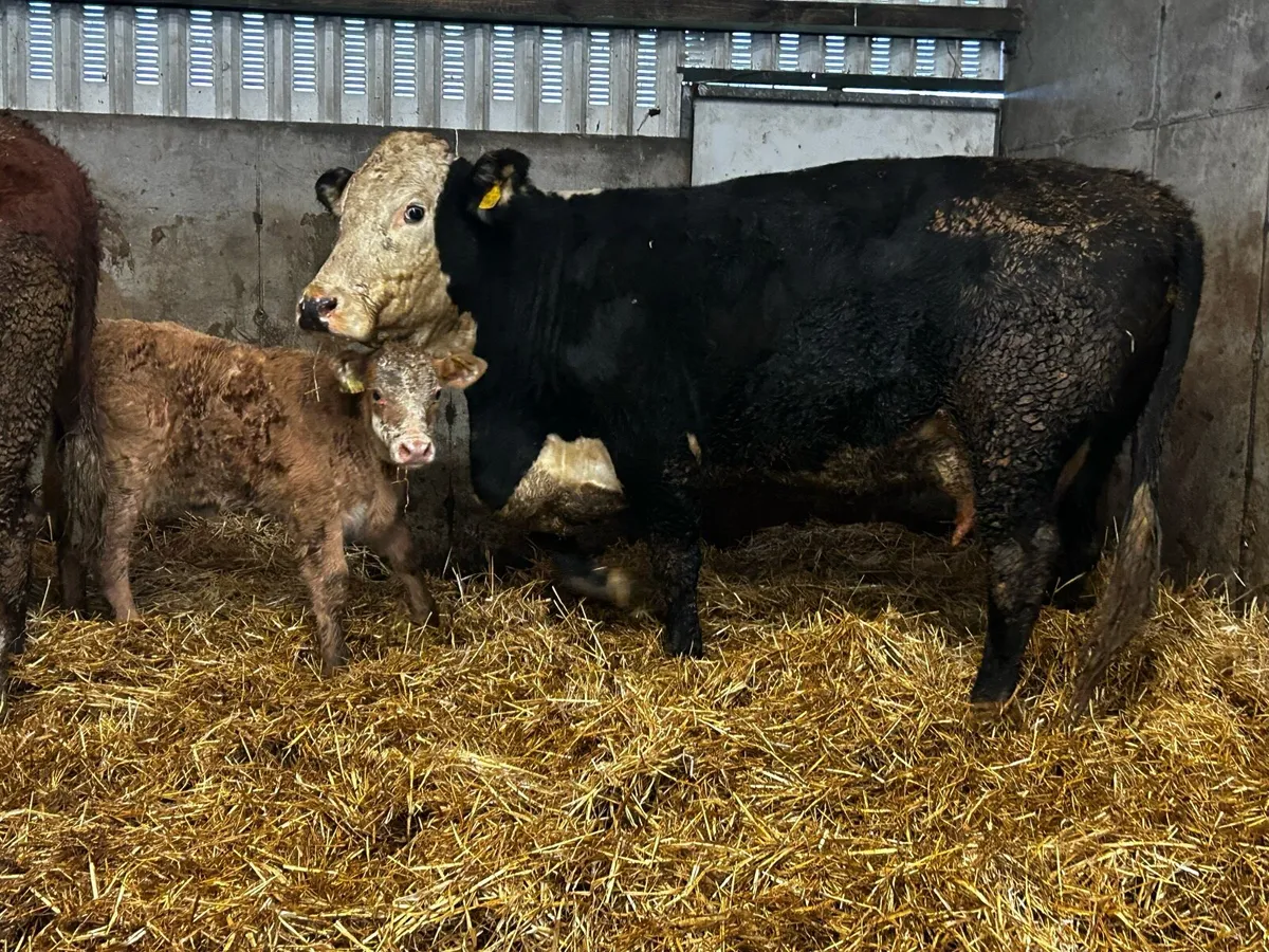 Two Whithead Cows & Calves At Foot - Image 4