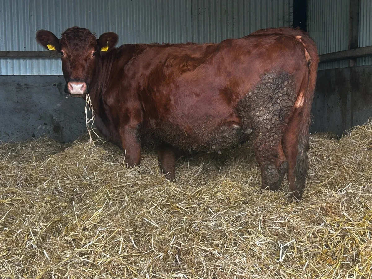 In-Calf Limousin Cow Due In Feburary To PB LM Bull - Image 1